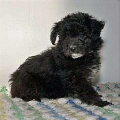 Aussiedoodle Miniature  Puppy for sale in LITTLE FALLS, NY, USA