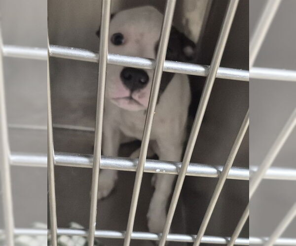 Medium Photo #1 Mutt Puppy For Sale in Decatur, IL, USA