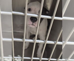 Mutt Dogs for adoption in Decatur, IL, USA