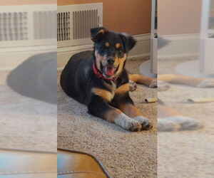 Shepradors Dogs for adoption in Princeton, MN, USA