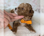 Puppy Prince Orange Poodle (Miniature)