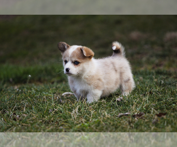 Medium Photo #11 Pembroke Welsh Corgi Puppy For Sale in ELKTON, KY, USA