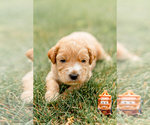 Small Photo #13 Goldendoodle Puppy For Sale in FREDERICA, DE, USA