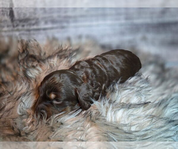 Medium Photo #1 Dachshund Puppy For Sale in NEOSHO, MO, USA