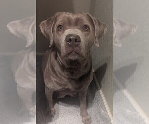 Mother of the Labrador Retriever puppies born on 07/05/2026