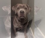 Small Photo #1 Labrador Retriever Puppy For Sale in FORT COLLINS, CO, USA