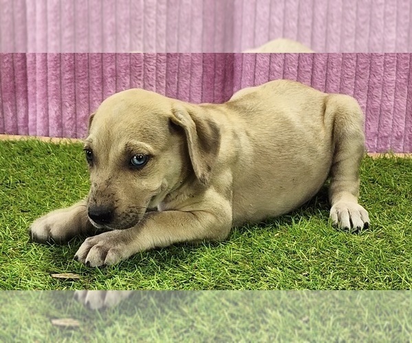 Medium Photo #6 Catahoula Leopard Dog Puppy For Sale in CUMBY, TX, USA