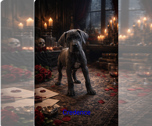 Great Dane Puppy for sale in ENGLISH, IN, USA