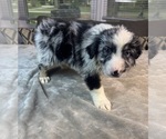 Puppy Boy 3 Australian Shepherd