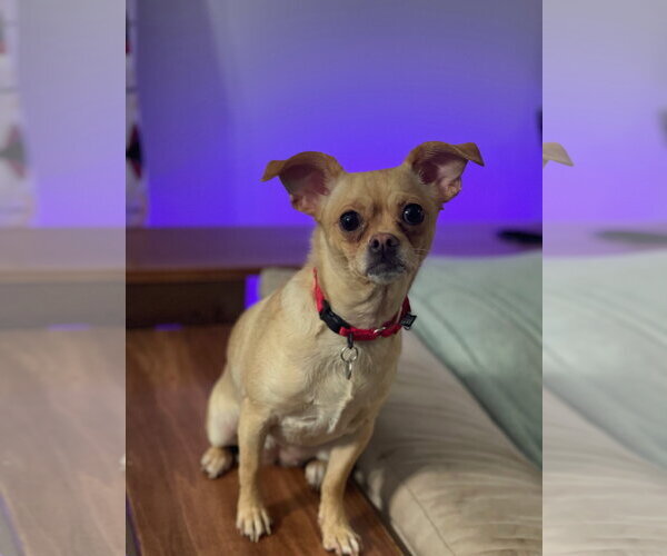 Medium Photo #5 Chihuahua Puppy For Sale in Techny, IL, USA