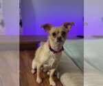 Small #4 Chihuahua