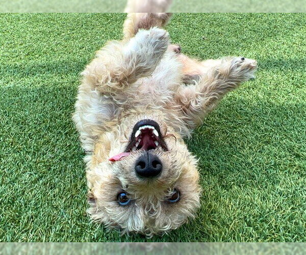 Medium Photo #1 Cairn Terrier-Unknown Mix Puppy For Sale in Orange, CA, USA