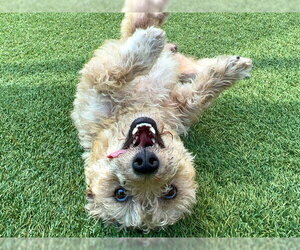 Cairn Terrier-Unknown Mix Dogs for adoption in Orange, CA, USA