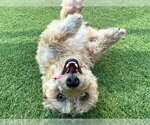 Small Cairn Terrier Mix