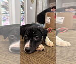 Small #2 Staffordshire Bull Terrier Mix