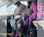 Small #13 American Pit Bull Terrier-Labrador Retriever Mix