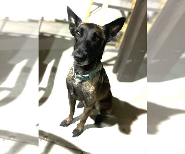 Medium Photo #4 Mutt Puppy For Sale in San Diego, CA, USA