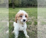 Small #29 Cavapoo-Poodle (Miniature) Mix