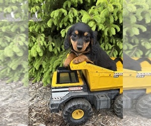 Dachshund Puppy for sale in MIDDLEBURY, IN, USA
