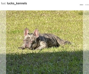 Mother of the French Bulldog puppies born on 12/02/2024
