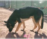Small Photo #4 German Shepherd Dog Puppy For Sale in Apple Valley, CA, USA