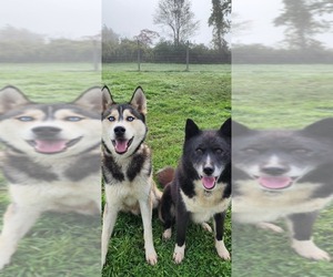Siberian Husky Puppy for Sale in FORT PLAIN, New York USA