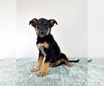 Small #3 Cattledog Shepherd