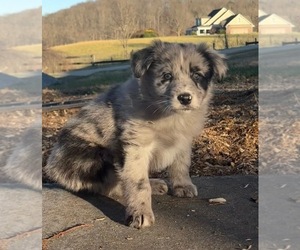 Australian Shepherd Puppy for sale in LANDRUM, SC, USA