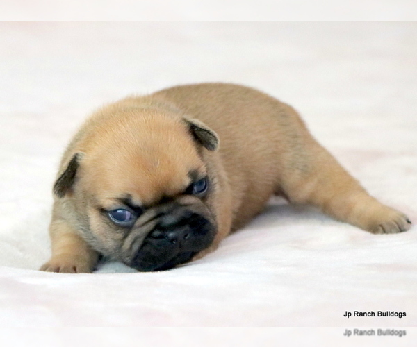 Medium Photo #16 French Bulldog Puppy For Sale in WINNSBORO, TX, USA