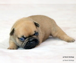Small Photo #16 French Bulldog Puppy For Sale in WINNSBORO, TX, USA