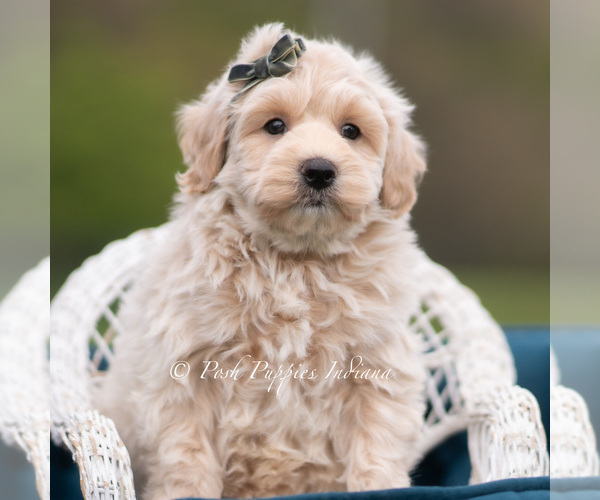 Medium Photo #7 Maltipoo (Miniature) Puppy For Sale in WARSAW, IN, USA