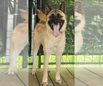 Small Akita Mix