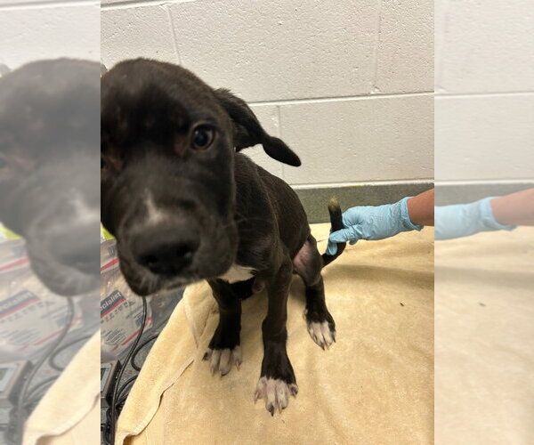 Medium Photo #3 Labrador Retriever-Unknown Mix Puppy For Sale in Glen Allen, VA, USA