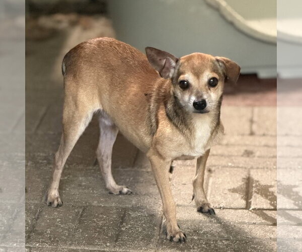 Medium Photo #2 Chihuahua Puppy For Sale in Yardley, PA, USA