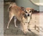 Small Photo #2 Chihuahua Puppy For Sale in Yardley, PA, USA