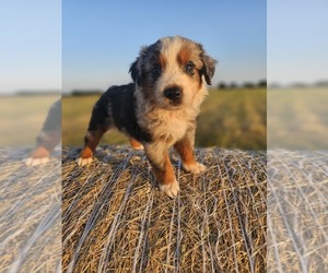 Australian Shepherd Puppy for sale in TAYLOR, TX, USA