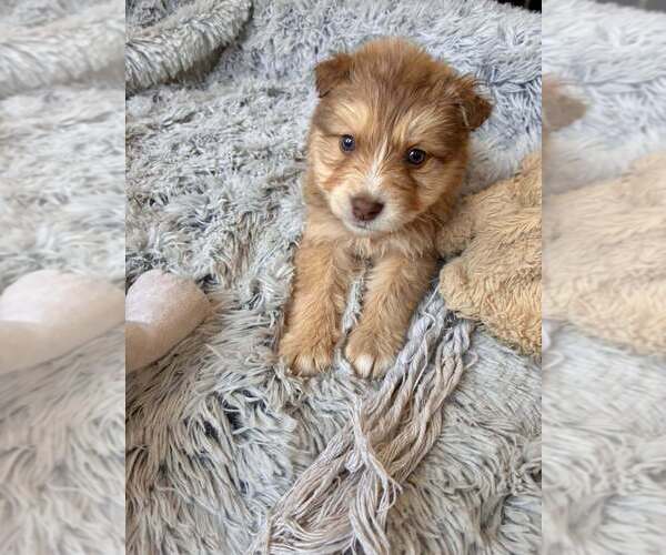 Medium Photo #2 Border Collie-Unknown Mix Puppy For Sale in New York, NY, USA