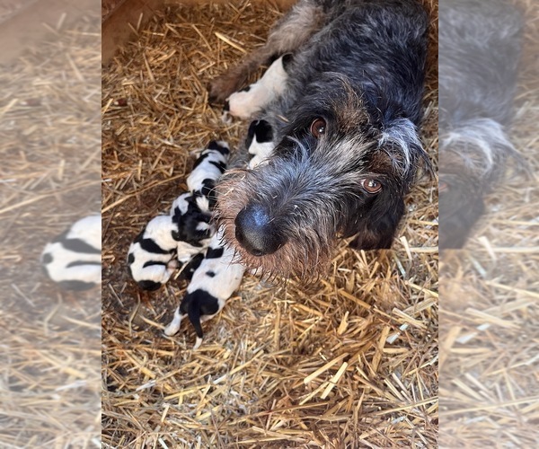 Medium Photo #6 Blue Gascony Griffon Puppy For Sale in ESMOND, IL, USA