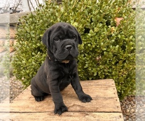 Cocker-Pei Puppy for sale in MIDDLEBURY, IN, USA