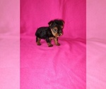 Small #8 Yorkshire Terrier