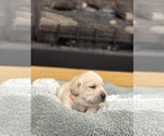 Puppy Orange Labrador Retriever
