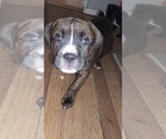 Small #4 America Bandogge Mastiff
