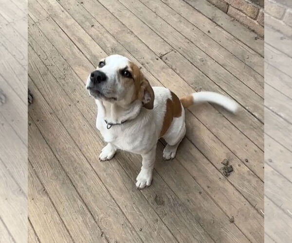 Medium Photo #4 Jack Russell Terrier Puppy For Sale in Harrison, AR, USA