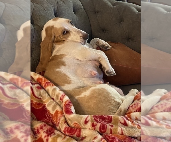 Medium Photo #1 Basset Hound Puppy For Sale in OVIEDO, FL, USA