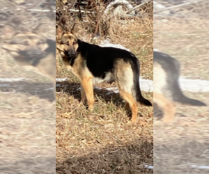 Mother of the German Shepherd Dog puppies born on 06/12/2025