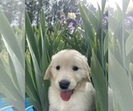 Small #19 English Cream Golden Retriever
