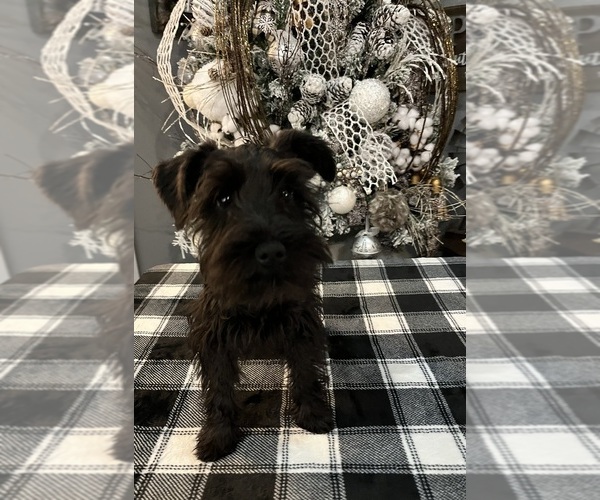Medium Photo #8 Schnauzer (Miniature) Puppy For Sale in SOMERVILLE, AL, USA