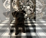 Small #7 Schnauzer (Miniature)