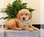 Small Photo #4 Golden Retriever Puppy For Sale in LITITZ, PA, USA