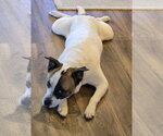 Small #3 Mutt